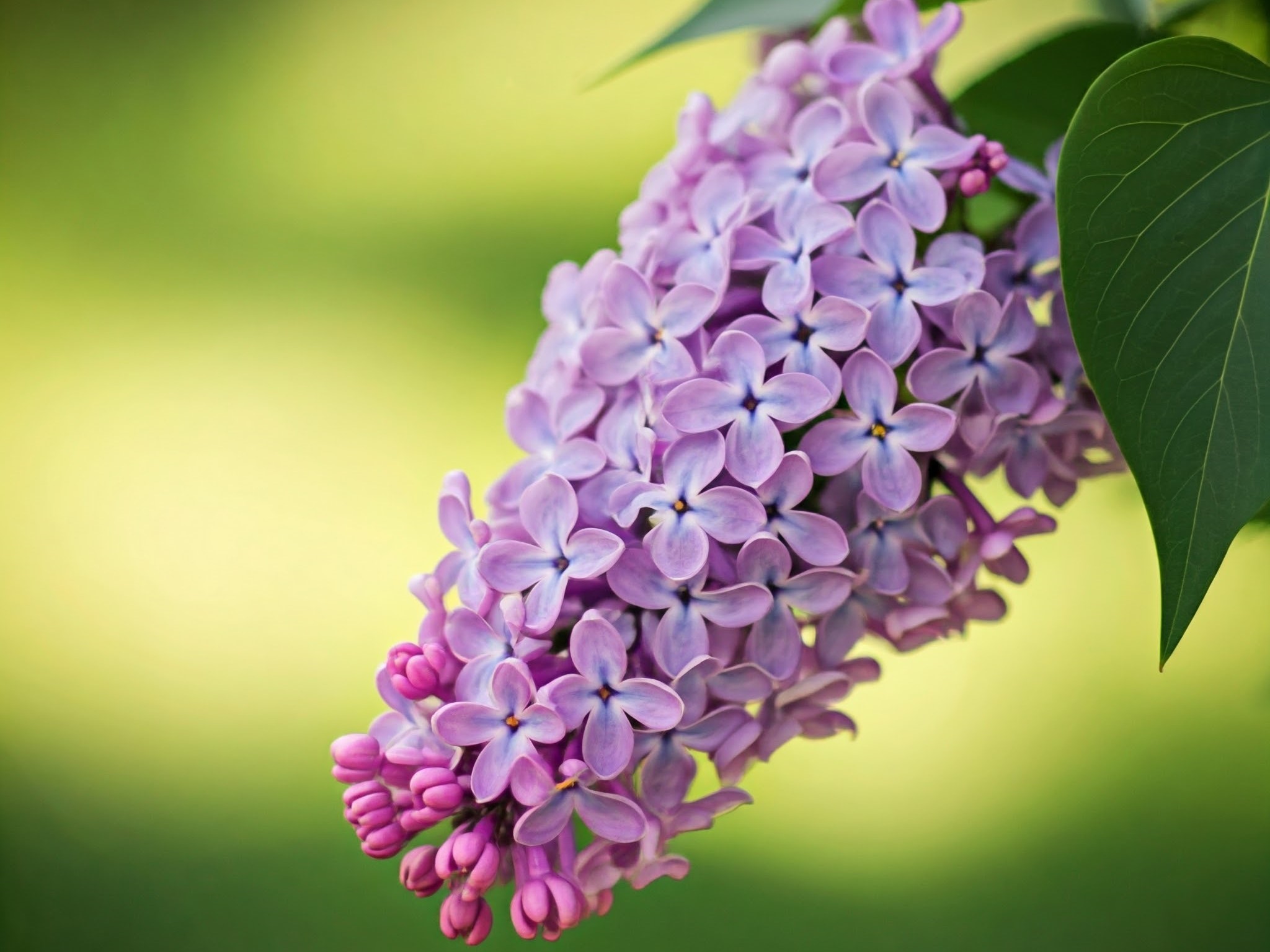 K8049 Duftöl Flieder